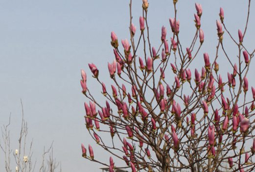 河南医药卫生学校